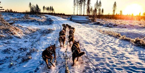 personeelsreis Finland, van ijshotels tot sneeuwscooterritten en avontuurlijke winterspelen