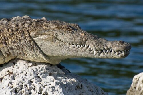 Florida incentivereis, ziplinen door tropische bossen en verken de Everglades