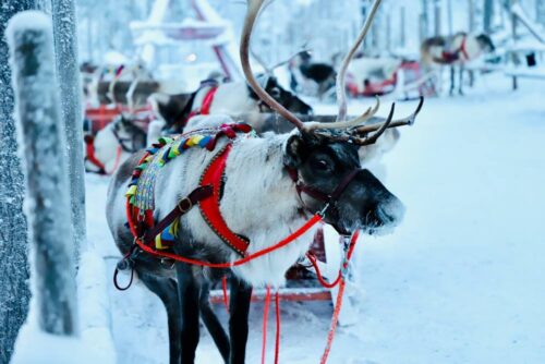 Incentivereis Lapland, rendiersafari en kennismaking met de Sami-cultuur