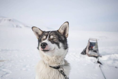 Incentivereis Lapland, huskysledeavontuur door uitgestrekte, besneeuwde bossen