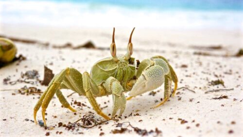 Incentivereis Seychellen, ontdek ongerepte eilanden, witte zandstranden en kristalhelder water