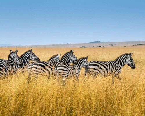 Personeelsreis Kenia, een unieke ervaring met safari’s, culturele ontdekkingen en groepsactiviteiten in de natuur