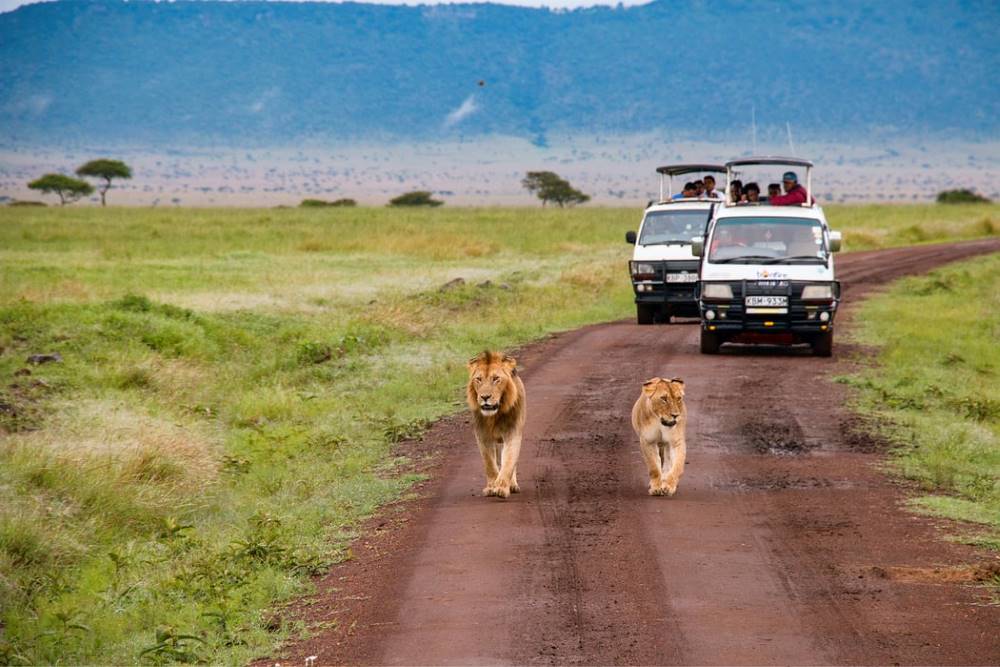 Safari incentive Kenia