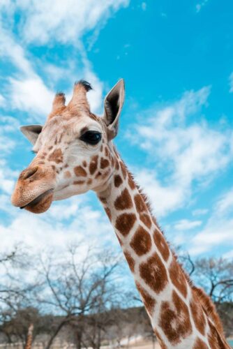 Safari incentive Kenia, een spannende safari met je team en de kans om de Big Five te spotten