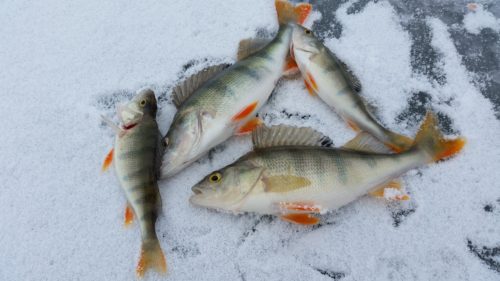 personeelsreizen Lapland