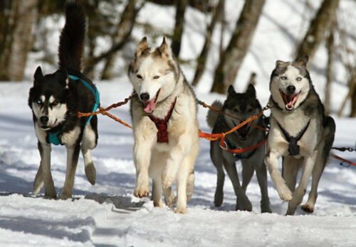 personeelsreizen Lapland, huskysledeavontuur door uitgestrekte, besneeuwde bossen