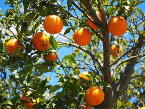 Personeelsreis naar Valencia met tapas, cultuur en een ontspannen teamuitje in de zon
