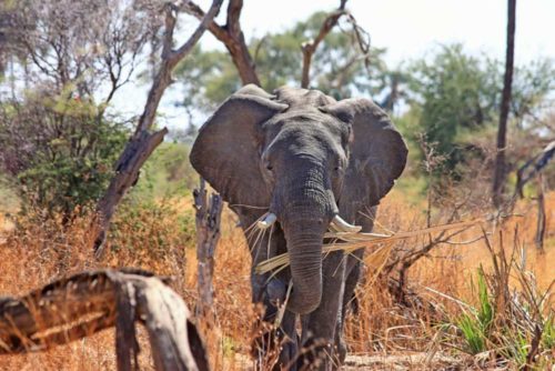 Incentivereis Safari, beleef de ultieme avontuurervaring en ontdek het wilde dierenrijk in de iconische Afrikaanse savannes, van leeuwen tot olifanten