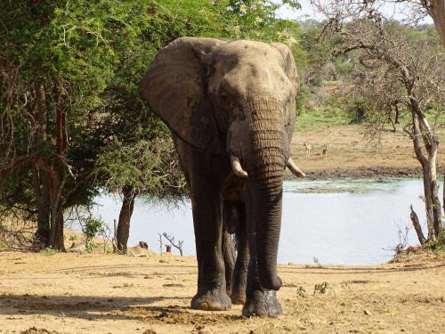 Incentivereis Krugerpark, ontdek de Big Five, adembenemende landschappen en exclusieve safarilodges