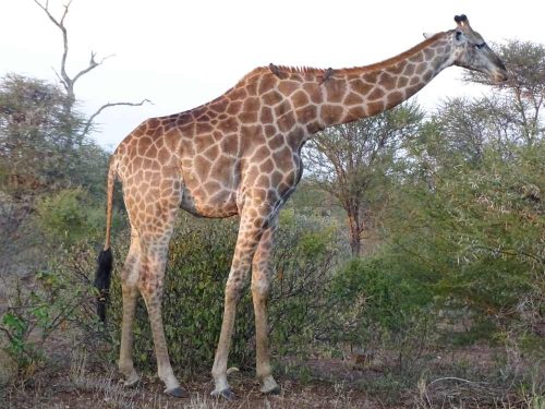 Personeelsreis Zuid-Afrika, van bushwalks en jeepsafari’s tot outdoor groepsuitdagingen in de Afrikaanse wildernis