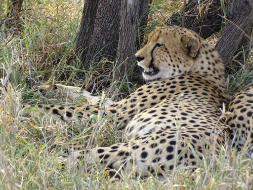 Personeelsreis Zuid-Afrika, beleef een onvergetelijke safari met teambuilding en wildlife spotting in Zuid-Afrika