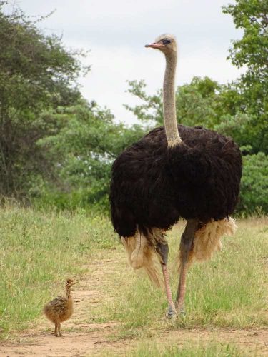 Incentivereis Afrika, een perfecte mix van ontspanning, avontuur en unieke wildlife-ervaringen