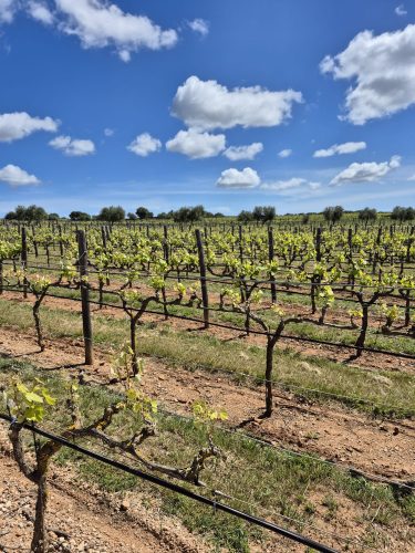 Incentivereis naar Menorca met combinatie van cultuur, natuur en gezelligheid voor een onvergetelijk bedrijfsuitje