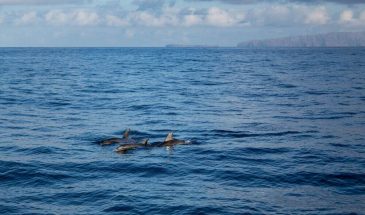 Teamuitje Tenerife: het eiland van de eeuwige lente